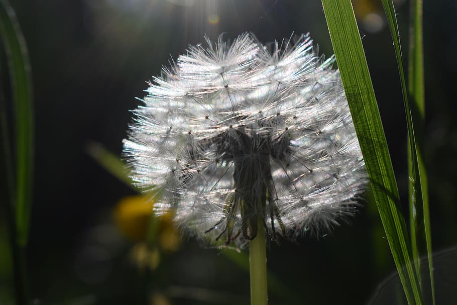 dandelion, backlighting, close up, macro, spring, wild flower HD wallpaper