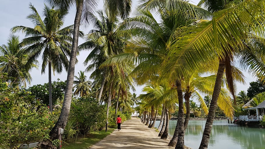 person walking on pathway between coconut trees, outdoors, garden HD wallpaper