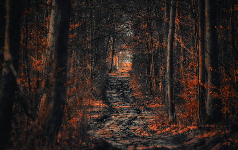 forest, the path, way, tree, spacer, foliage, nature, landscape HD wallpaper