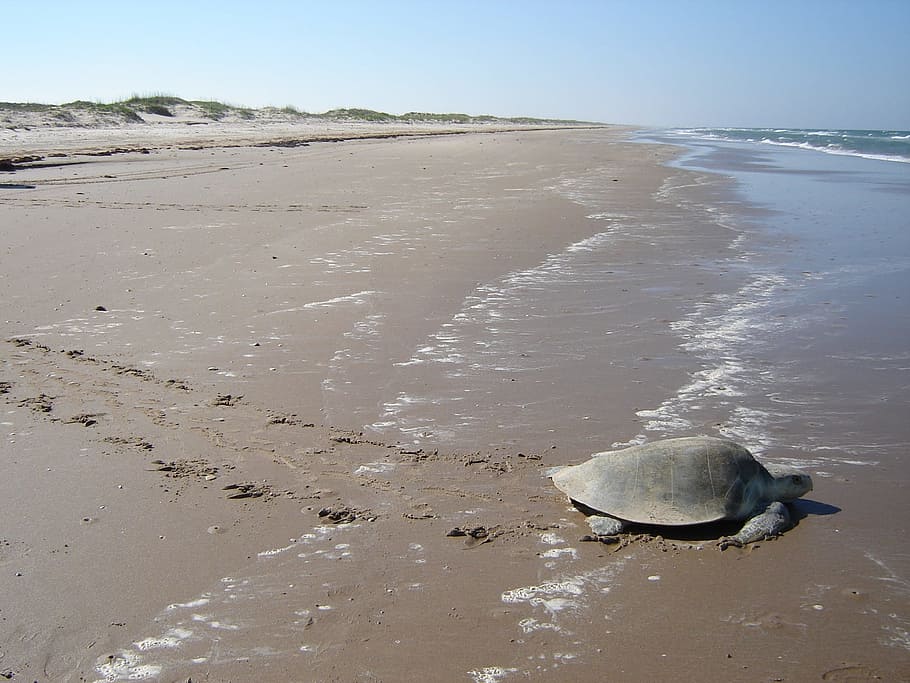 turtle, tortoise, sea, beach, shore, seashore, nature, animal HD wallpaper