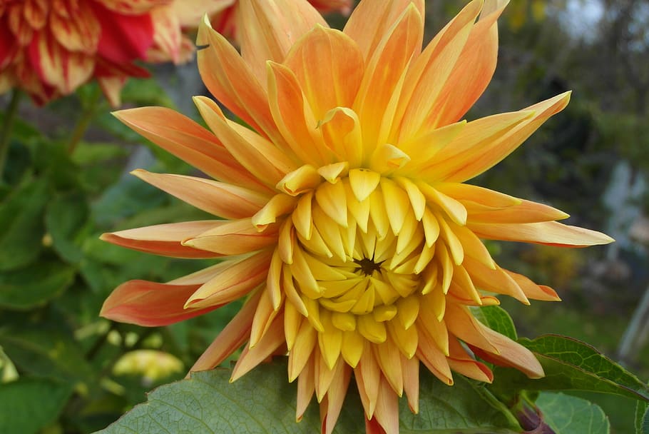 dalia, flower, plant, garden, wheatgrass, orange, flowering plant