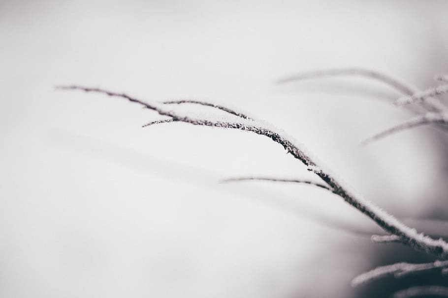 Closeup Photography of Snow-covered Plant Branch, macro, winter HD wallpaper