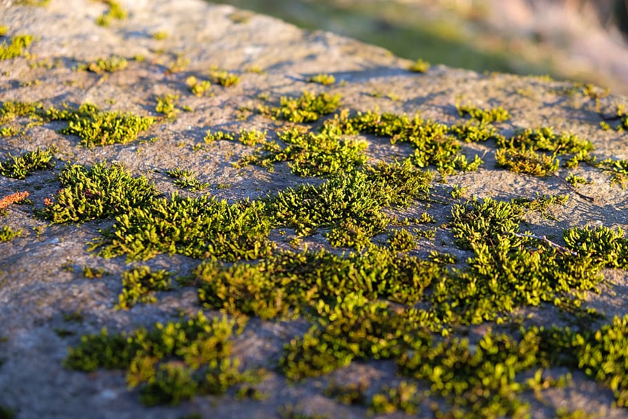 close, stone, forrest, low, sun, green, macro, moss, selective focus HD wallpaper