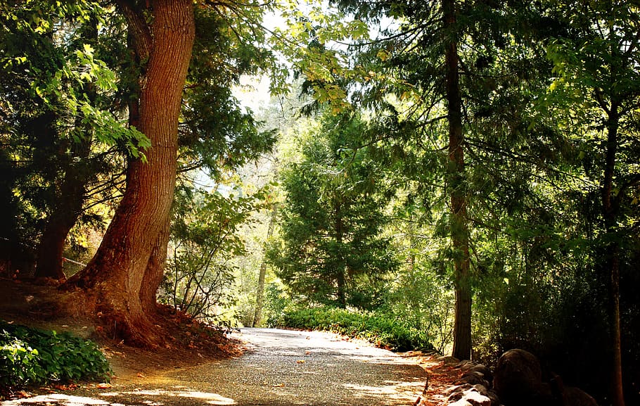 Trees, adventure, dawn, daylight, environment, flora, forest HD wallpaper