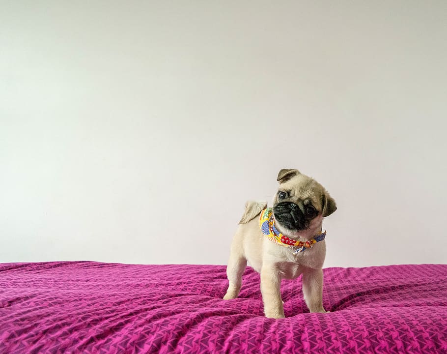 fawn pug standing on textile, canine, domestic, dog, pets, one animal HD wallpaper
