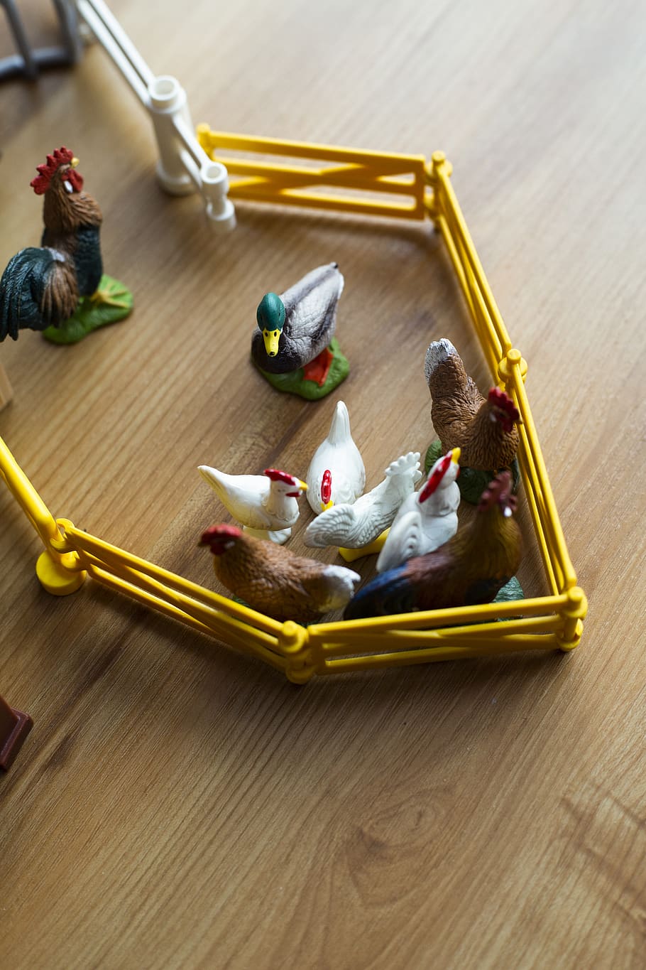 multicolored chicken pen toy, animal, bird, wood, fowl, poultry HD wallpaper