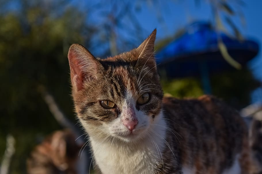 cat, stray, animal, cute, face, eyes, street, portrait, outdoor HD wallpaper