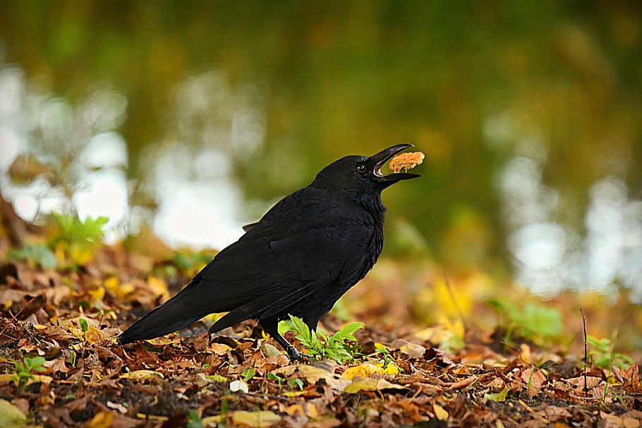 crow, bird, animal, feeding, feather, beak, plumage, morsel of food HD wallpaper