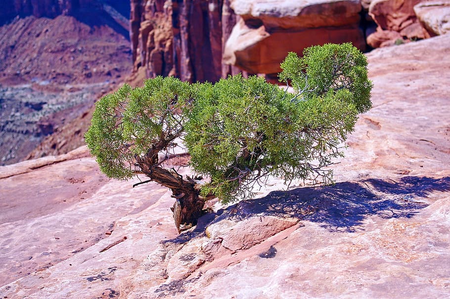 utah juniper on the edge, gnarled, canyonlands, national, park, HD wallpaper