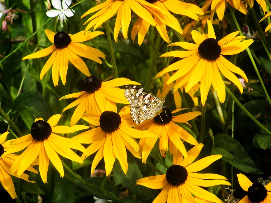 Butterfly on Yellow Flowers, Animals, Macro, Nature, Spring, Summer HD wallpaper