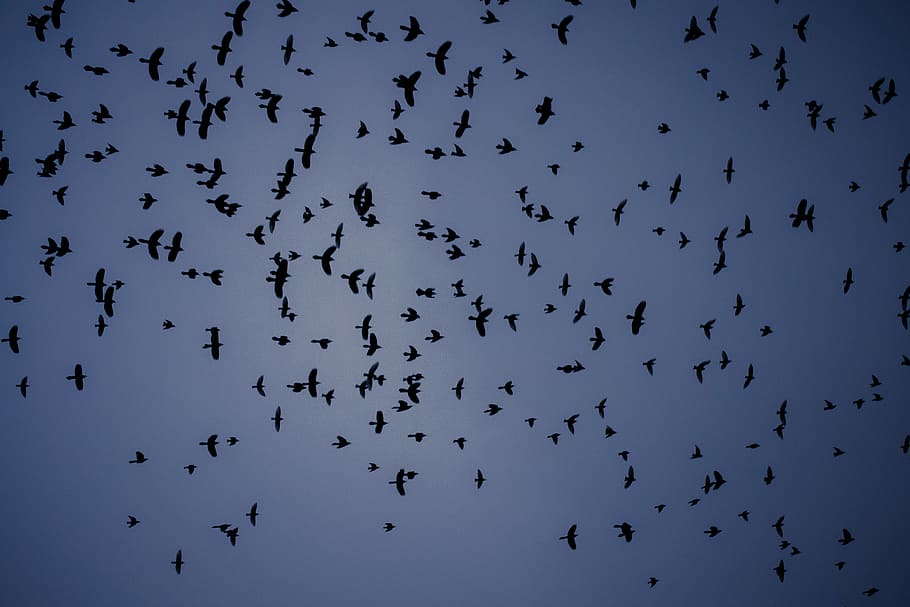 fly, flying, birds, crow, animal, animal wildlife, animal themes HD wallpaper