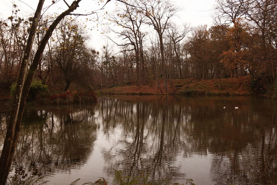 autumn, forest, pond, trees, leaves, mystic, path, magic, landscape HD wallpaper