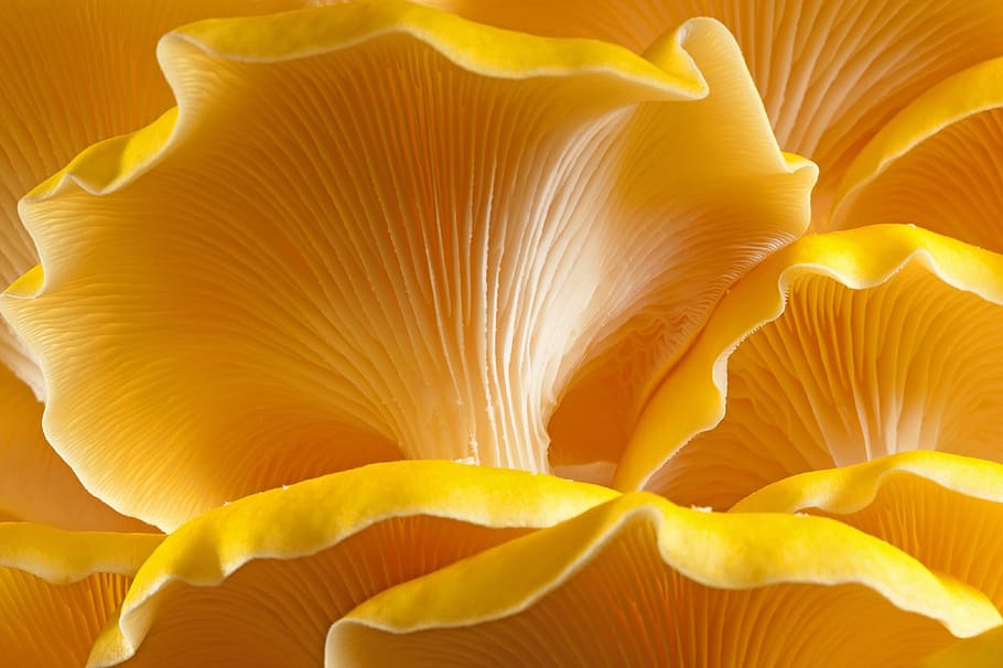 mushroom, oyster, golden, yellow, closeup, food, edible, fungus, HD wallpaper