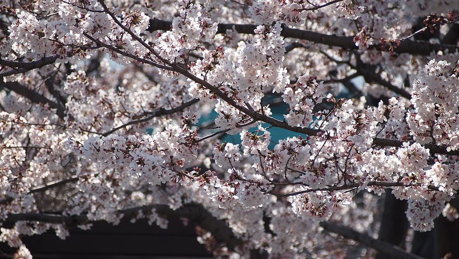 cherry blossoms, sakura, pink, spring, natural, plant, spring flowers HD wallpaper