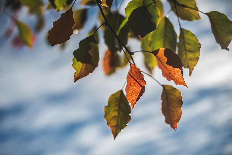 green and brown-leafed trees, plant part, autumn, beauty in nature HD wallpaper