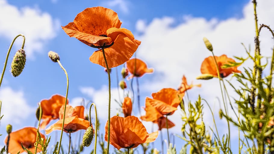 poppies, meadow, summer, nature, red, clouds, flower, poppy meadow, HD wallpaper