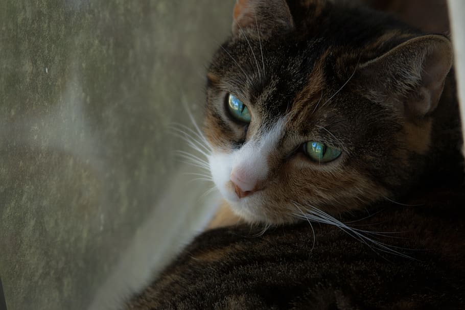 cat, kitty, pet, cute, majestic, eyes, domestic cat, mammal HD wallpaper