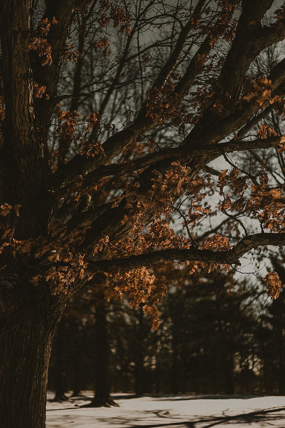 orange-leafed tree, plant, tree trunk, nature, no people, growth HD wallpaper