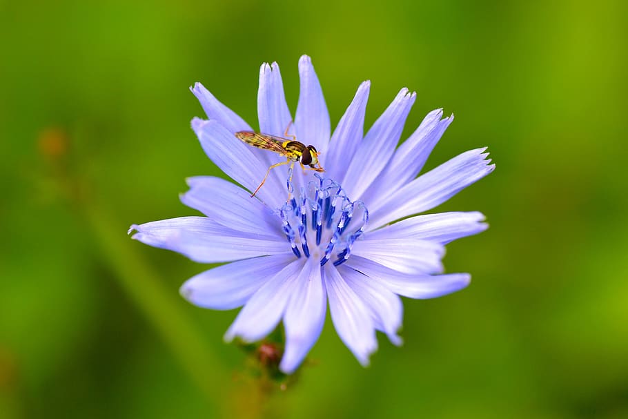 blossom, bloom, purple, bee, insect, plant, garden, violet HD wallpaper
