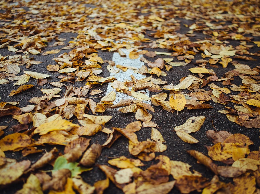 leaves, autumn, fall, pavement, road, street, change, leaf HD wallpaper