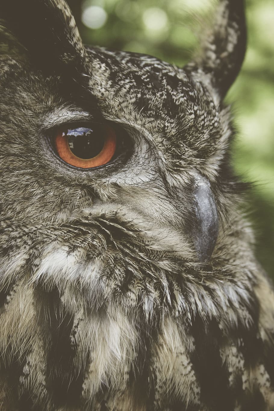 black and gray oil, animal, animal themes, vertebrate, one animal HD wallpaper