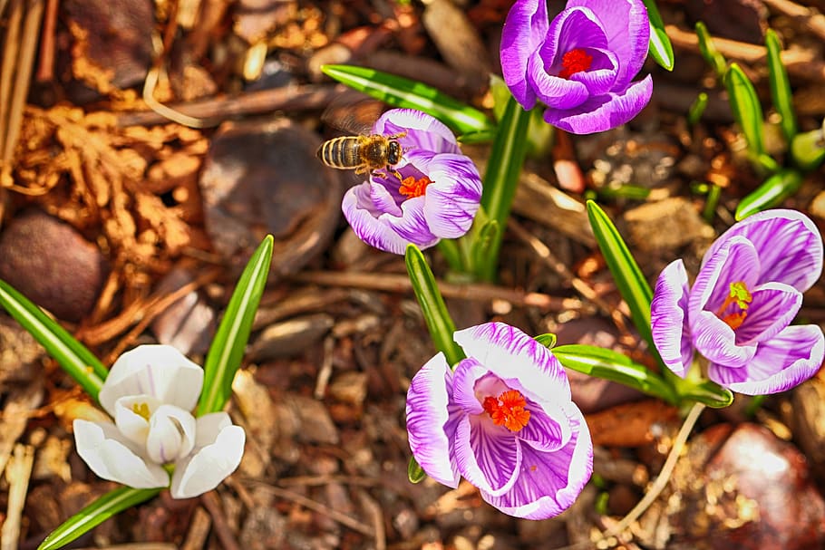 wasp, insect, crocus, flowers, blossom, nature, spring, plant HD wallpaper