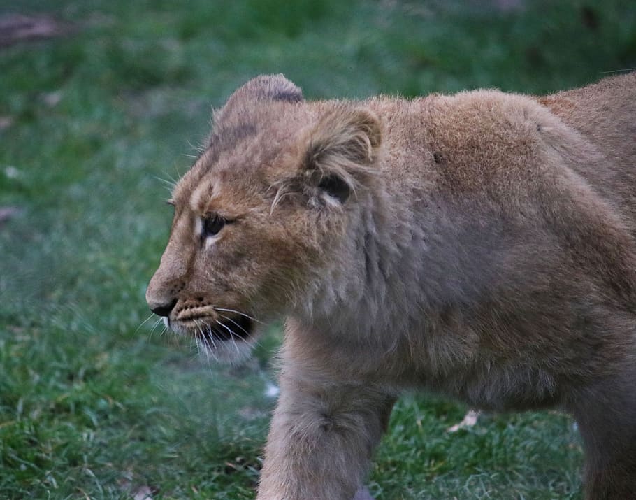 cub, alone, lion, cute, small, curious, zoo, wild, cat, nature HD wallpaper