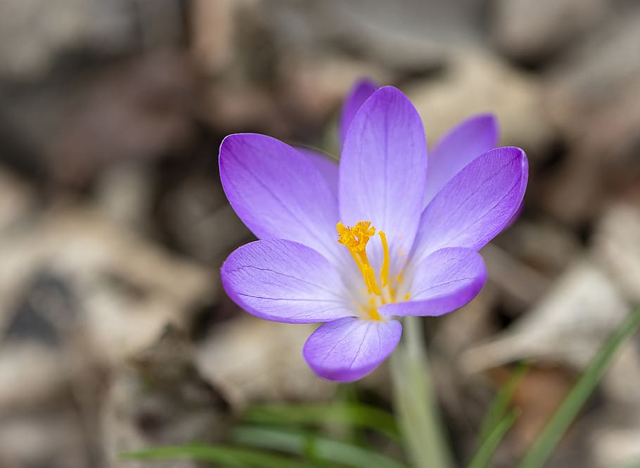 crocus, wildflower, spring, nature, plant, garden, flora, botany HD wallpaper