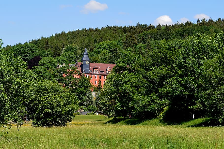 park, greiz, greizer park, plant, tree, architecture, green color HD wallpaper