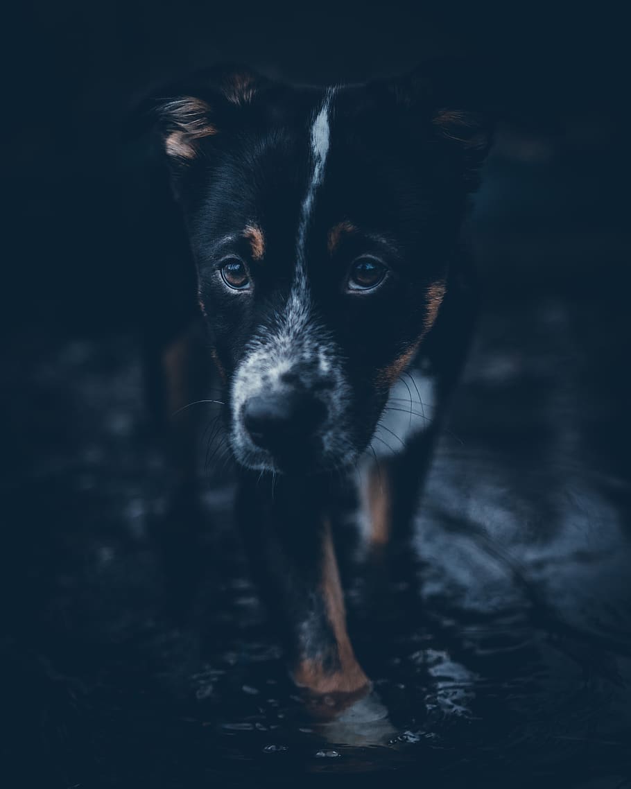 black dog walking, one animal, canine, pets, domestic, mammal HD wallpaper