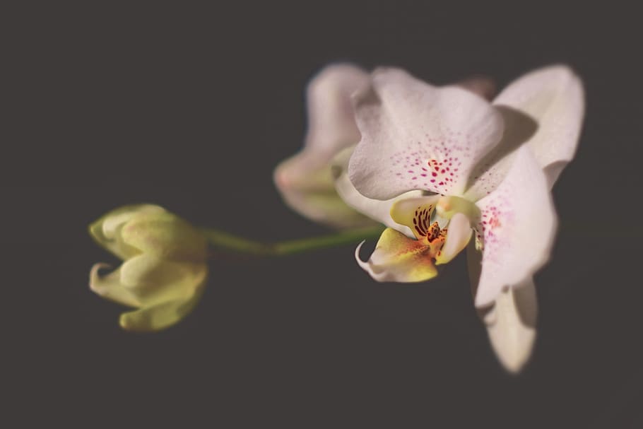 flower, flowering plant, petal, fragility, vulnerability, beauty in nature HD wallpaper