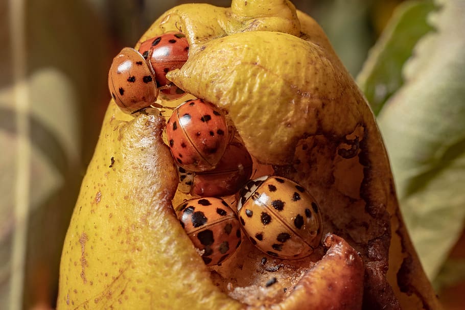 macro, beetle, insect, nature, ladybug, lucky charm, close up HD wallpaper