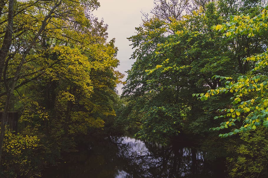 united kingdom, beetham, trees, river, plant, growth, beauty in nature HD wallpaper
