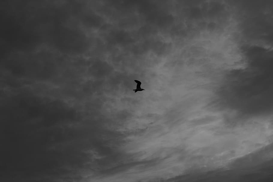 gull, bird, sky, black and white, wings, flying, flight, bill HD wallpaper