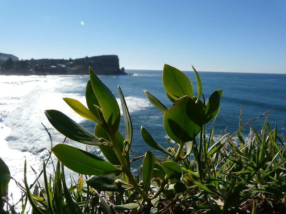 australia, avalon beach, water, sea, beauty in nature, sky HD wallpaper