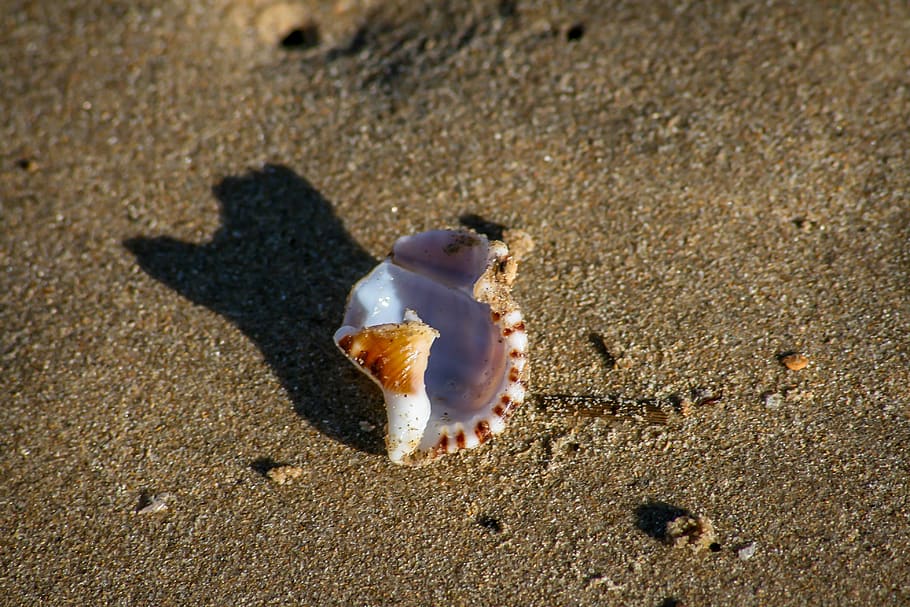 shell, sand, beach, coast, animal, animal wildlife, land, animal themes, HD wallpaper