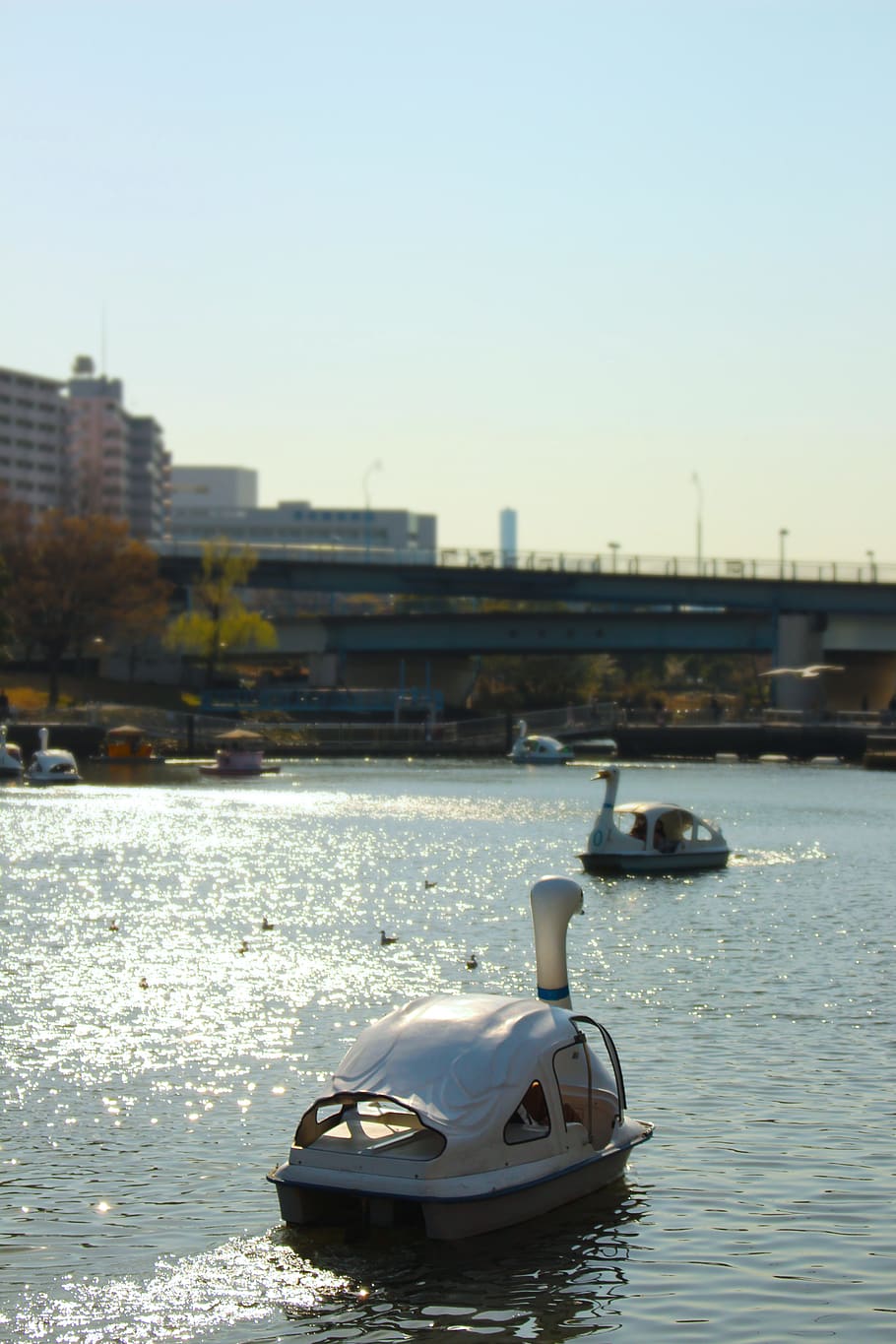 japan, tokyo, lake, swan, sunny, park, boat, japanese, strolling, HD wallpaper