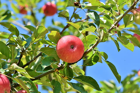 apple, apple tree, fruit, apple orchard, branch, fruit trees HD wallpaper