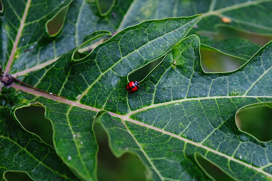 china, shenzhen, bug, lonely, ladybird, macro, insect, nature HD wallpaper