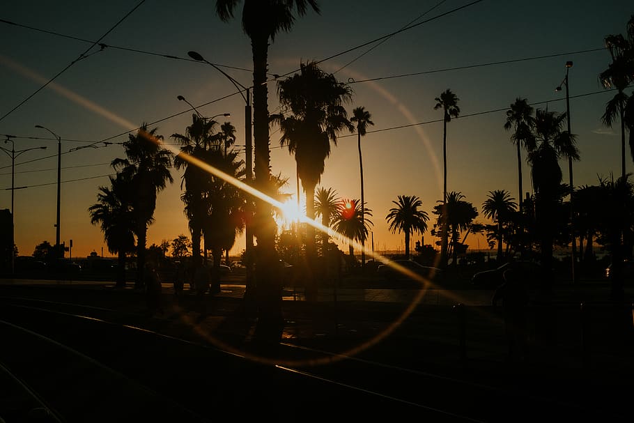 sunset, summer, palm tree, beach, golden hour, sky, plant, tropical climate HD wallpaper