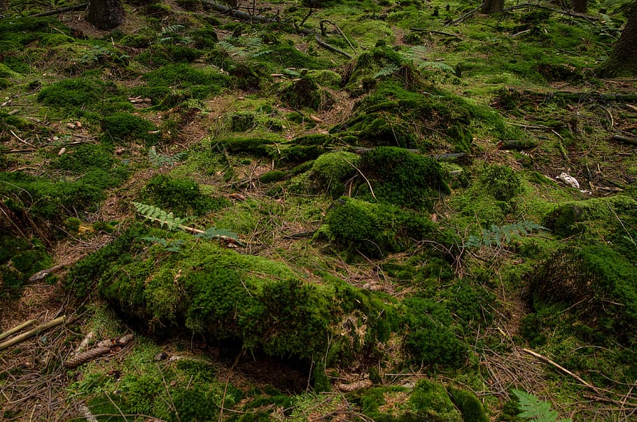 moss, moos, green, woods, forest, ground, hiking, outdoors, HD wallpaper