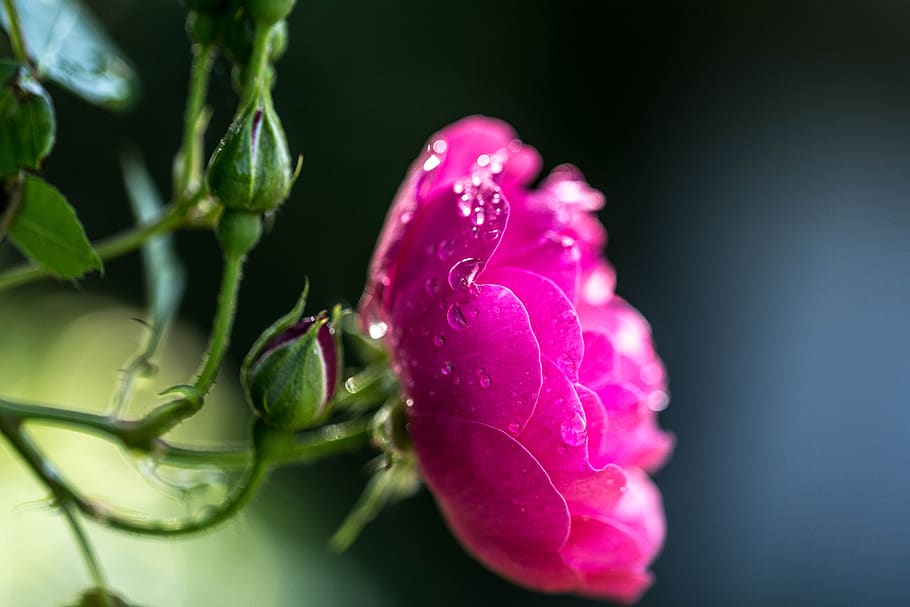 summer, rose, august, flowers, plants, love, freshness, close-up HD wallpaper