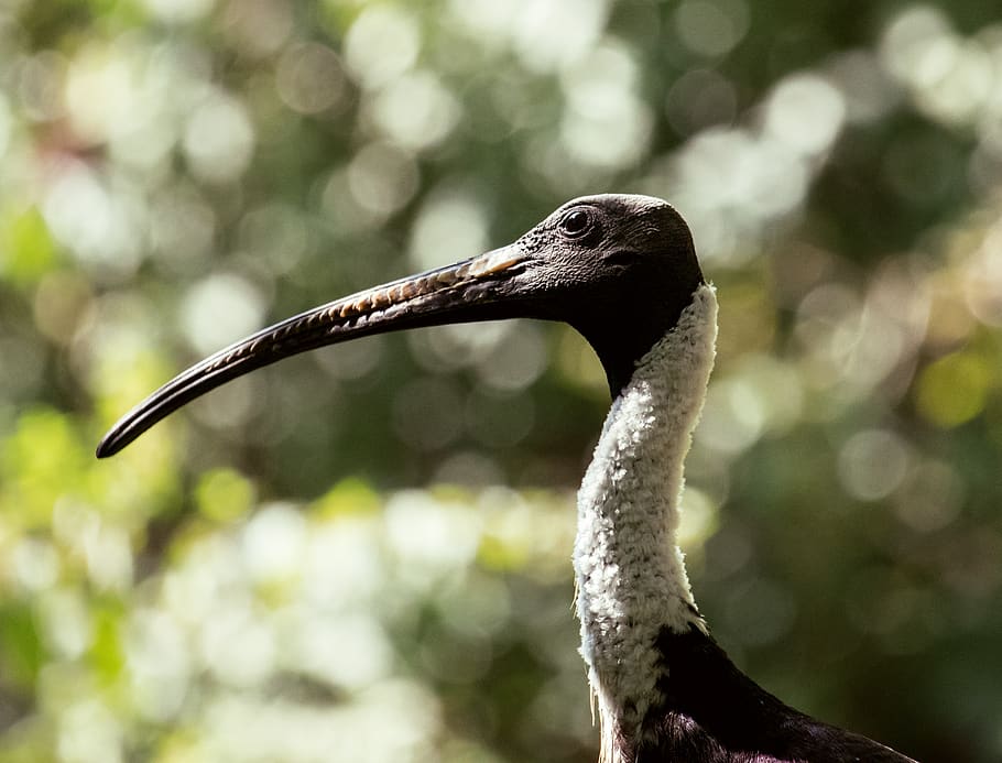 bird, animal, animal world, creature, bill, close up, zoo, tierpark hellabrunn HD wallpaper