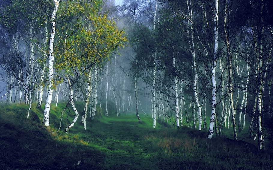 birch, forest, nature, landscape, outdoor, trees, dawn, foliage HD wallpaper