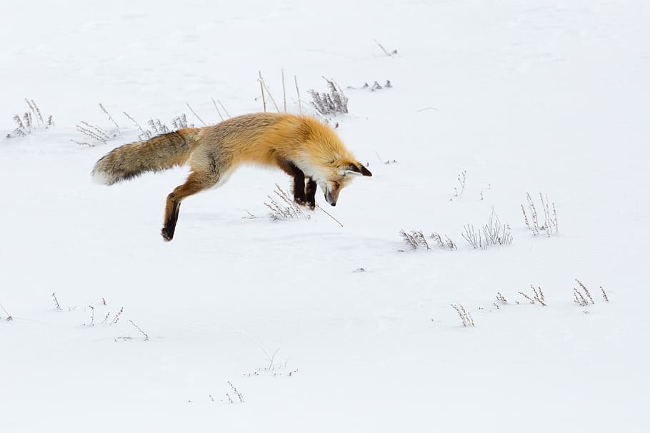 fox, red, jumping, hunter, hunting, wildlife, nature, snow