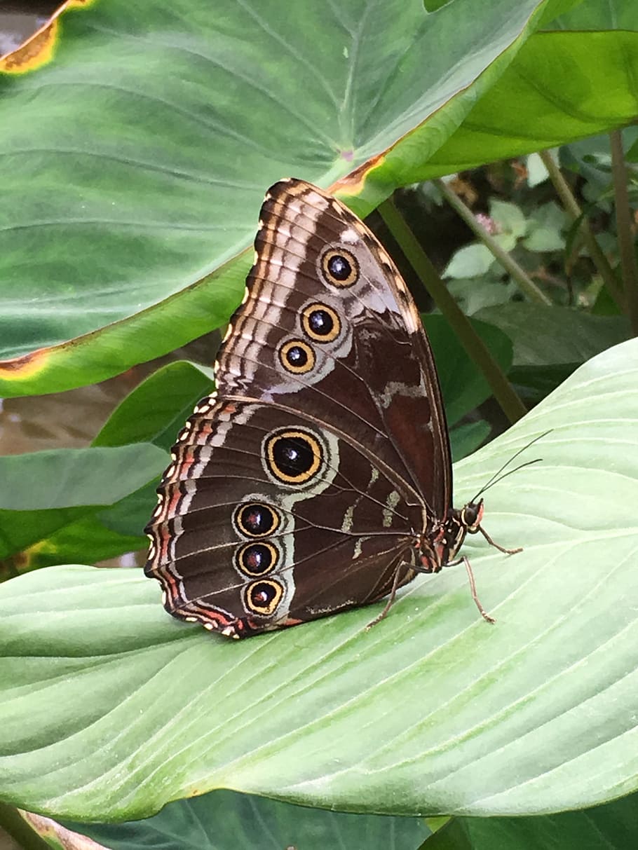 butterfly, wing, tender, insect, leaf, butterfly - insect, plant part HD wallpaper