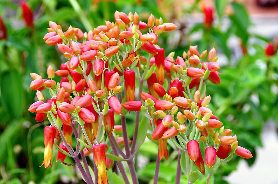 flowers, red, yellow, cluster, color, colorful, petals, bells HD wallpaper