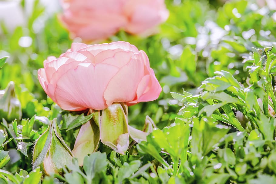 ranunculus, flower, blossom, bloom, tender, pink, petals, bright HD wallpaper