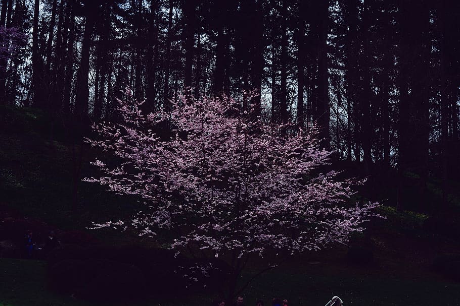 france, cholet, japanese garden, tree, flower, forest, plant HD wallpaper