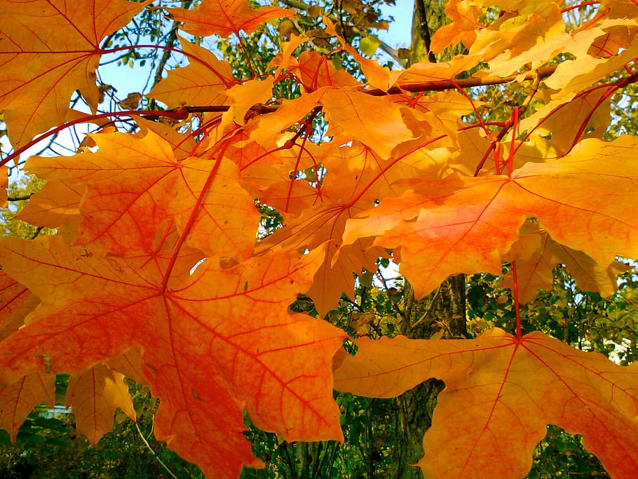 tree, trees, green, orange, yellow, fall, color, colours, change HD wallpaper